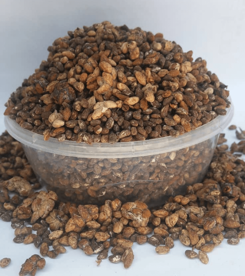 voacanga africana seeds