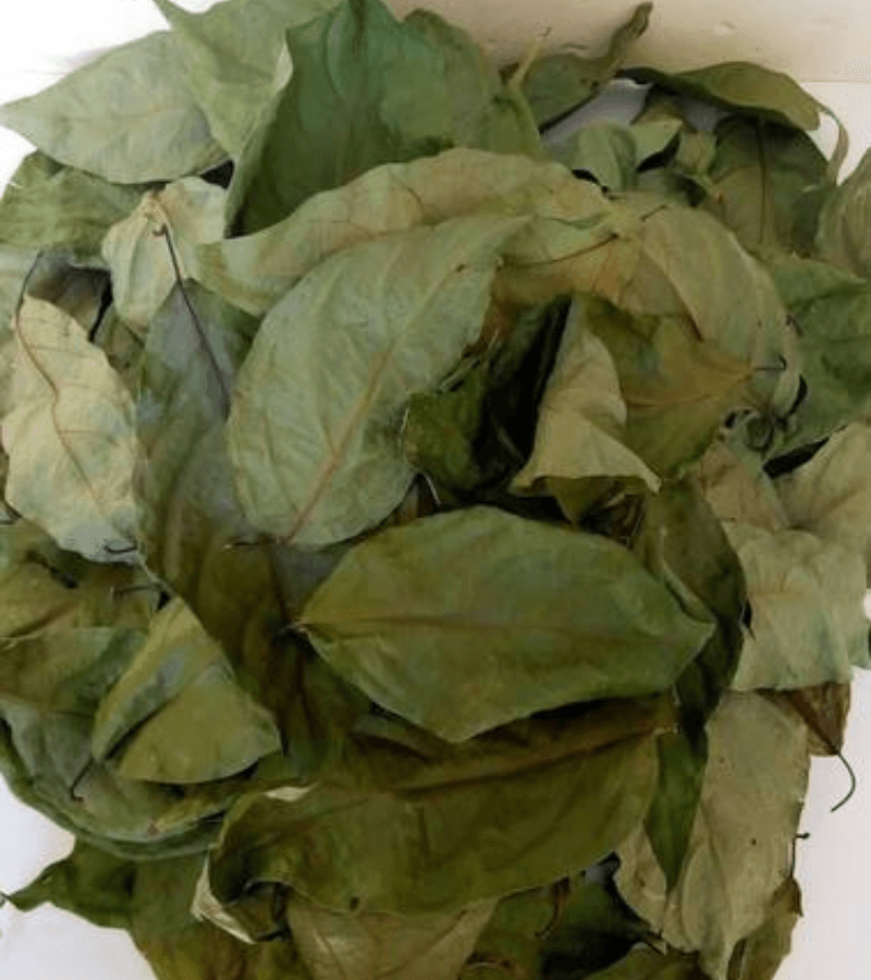 banisteriopsis caapi leaves